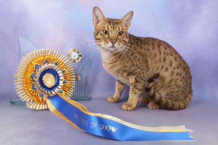 Picture of our ocicat Cato that won BIS and BOB in Ware 2011