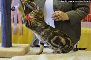 An ocicat likes to play